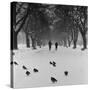 Regent's Park, London. Pigeons on a Snowy Path with People Walking Away Through an Avenue of Trees-John Gay-Stretched Canvas