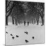Regent's Park, London. Pigeons on a Snowy Path with People Walking Away Through an Avenue of Trees-John Gay-Mounted Photographic Print
