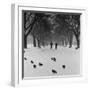 Regent's Park, London. Pigeons on a Snowy Path with People Walking Away Through an Avenue of Trees-John Gay-Framed Photographic Print