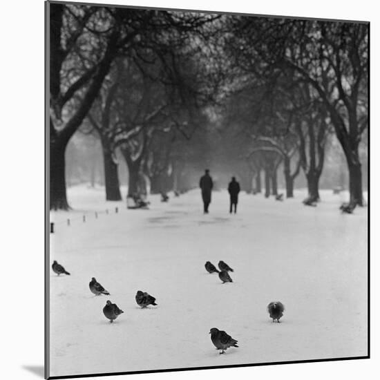 Regent's Park, London. Pigeons on a Snowy Path with People Walking Away Through an Avenue of Trees-John Gay-Mounted Photographic Print