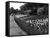 Regent's Park Tulips-Fred Musto-Framed Stretched Canvas
