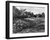 Regent's Park Tulips-Fred Musto-Framed Photographic Print