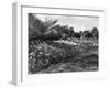 Regent's Park Tulips-Fred Musto-Framed Photographic Print