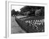 Regent's Park Tulips-Fred Musto-Framed Photographic Print