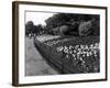 Regent's Park Tulips-Fred Musto-Framed Photographic Print