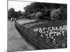 Regent's Park Tulips-Fred Musto-Mounted Photographic Print
