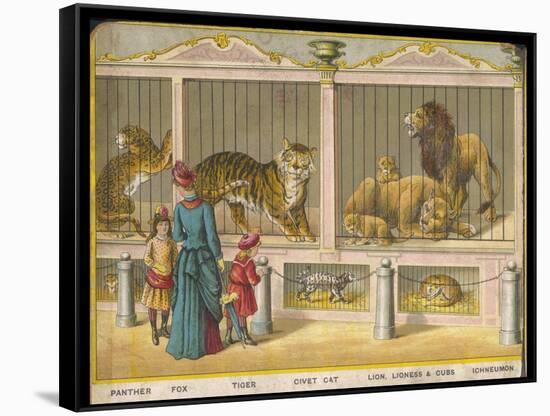 Regent's Park Zoo London Visitors Admire Lions Tigers and Other Cats-null-Framed Stretched Canvas