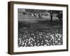 Regents Park 1950S-null-Framed Photographic Print