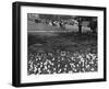 Regents Park 1950S-null-Framed Photographic Print