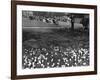 Regents Park 1950S-null-Framed Photographic Print