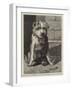 Regimental Pets, Pokeno, Dog of the 50th Regiment, a New Zealand Hero-null-Framed Giclee Print