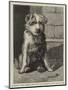 Regimental Pets, Pokeno, Dog of the 50th Regiment, a New Zealand Hero-null-Mounted Giclee Print