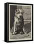 Regimental Pets, Pokeno, Dog of the 50th Regiment, a New Zealand Hero-null-Framed Stretched Canvas