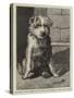 Regimental Pets, Pokeno, Dog of the 50th Regiment, a New Zealand Hero-null-Stretched Canvas