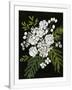 Gramercy White