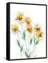 Canvas Black