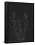 Essential Black