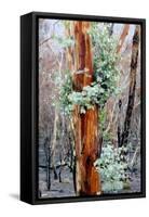 Regrow on Gum Trees after Bush Fire-null-Framed Stretched Canvas