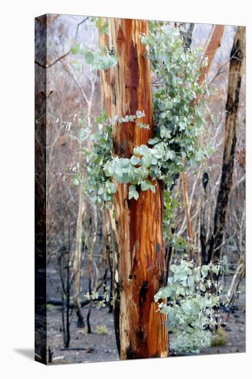 Regrow on Gum Trees after Bush Fire-null-Stretched Canvas