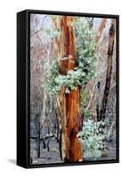 Regrow on Gum Trees after Bush Fire-null-Framed Stretched Canvas