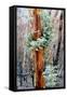 Regrow on Gum Trees after Bush Fire-null-Framed Stretched Canvas