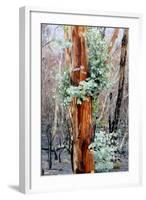Regrow on Gum Trees after Bush Fire-null-Framed Photographic Print