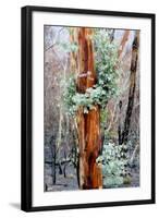 Regrow on Gum Trees after Bush Fire-null-Framed Photographic Print