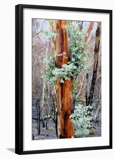 Regrow on Gum Trees after Bush Fire-null-Framed Photographic Print