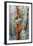 Regrow on Gum Trees after Bush Fire-null-Framed Photographic Print