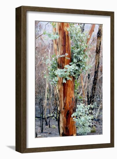 Regrow on Gum Trees after Bush Fire-null-Framed Photographic Print