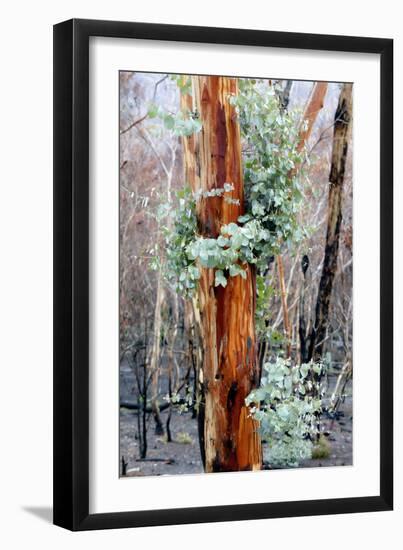 Regrow on Gum Trees after Bush Fire-null-Framed Photographic Print