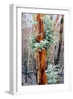 Regrow on Gum Trees after Bush Fire-null-Framed Photographic Print