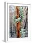 Regrow on Gum Trees after Bush Fire-null-Framed Photographic Print