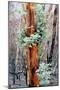 Regrow on Gum Trees after Bush Fire-null-Mounted Photographic Print