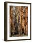 Regrow on Gum Trees after Bush Fire-null-Framed Photographic Print