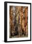 Regrow on Gum Trees after Bush Fire-null-Framed Photographic Print