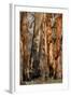 Regrow on Gum Trees after Bush Fire-null-Framed Photographic Print