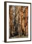 Regrow on Gum Trees after Bush Fire-null-Framed Photographic Print