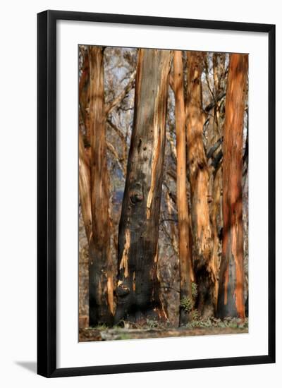 Regrow on Gum Trees after Bush Fire-null-Framed Photographic Print