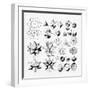 White Frame
