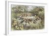 Rehearsal in Fairy Land, Illustration from "In Fairyland: a Series of Pictures from the Elf-World"-Richard Doyle-Framed Giclee Print