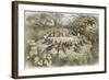 Rehearsal in Fairy Land, Illustration from "In Fairyland: a Series of Pictures from the Elf-World"-Richard Doyle-Framed Giclee Print