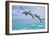 Rehoboth, Delaware - Jumping Dolphins - Photography-Lantern Press-Framed Art Print