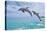 Rehoboth, Delaware - Jumping Dolphins - Photography-Lantern Press-Stretched Canvas