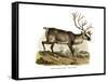 Reindeer, 1860-null-Framed Stretched Canvas