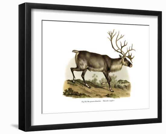 Reindeer, 1860-null-Framed Giclee Print