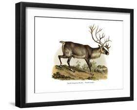 Reindeer, 1860-null-Framed Giclee Print