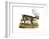 Reindeer, 1860-null-Framed Giclee Print