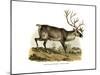 Reindeer, 1860-null-Mounted Giclee Print