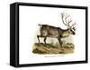 Reindeer, 1860-null-Framed Stretched Canvas